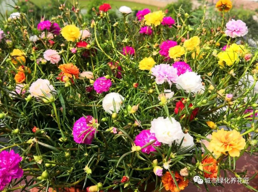  盆栽|太阳花盆栽防徒长开花爆盆小技巧，2个重点不要忽略，虐待易开花