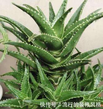 「冒芽」不会养芦荟，记住几个技巧，一年长到爆盆，叶片肥厚，呼呼冒芽
