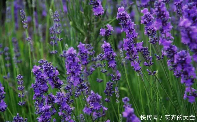 #养花#养花,是一种优雅的修行!