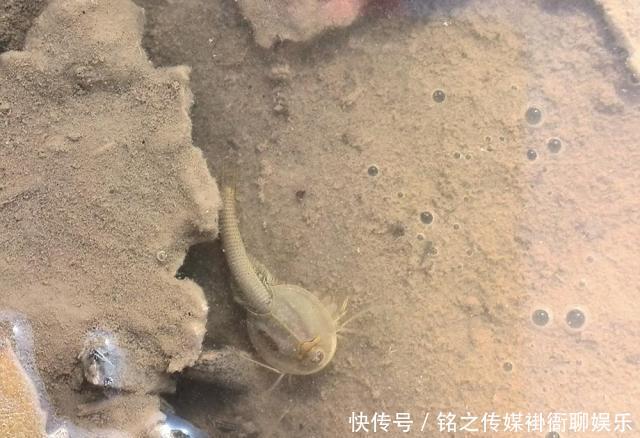  【稻田】稻田里一种益虫，寿命只有90多天，我国仅存一种，如今