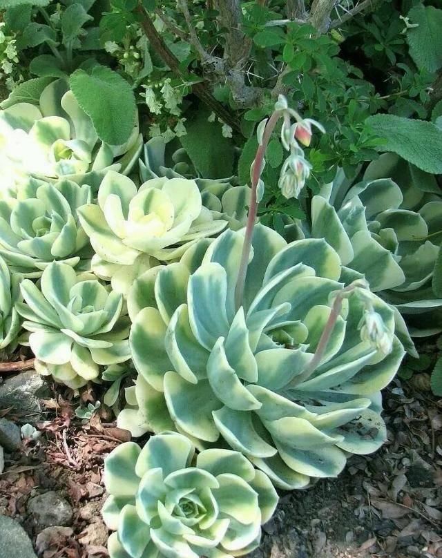  「属多肉植物」推荐八种高颜值多肉，好看又好养