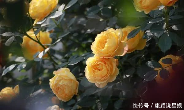 艳羡@当博士遇上玫瑰,碰撞出令人艳羡的玫瑰秘园