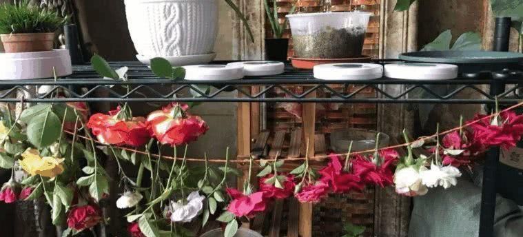  『微波炉』这种鲜花经久不衰，常开不败，一眼就喜欢上了！