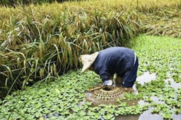  「鲫壳」老人告诫: “割肉不割槽头肉, 买鱼不买鲫壳鱼”, 有道理吗?