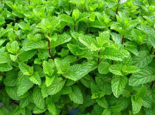  「香味」这几朵香香花，蚊子最不喜，可香气对人们来说却很好闻，花香迷人
