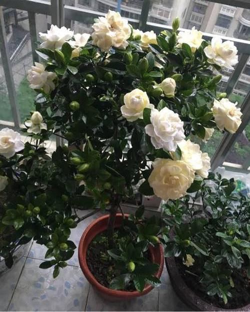  #栀子花#夏天到了，栀子花浇点“催花水”，花香浓郁，不黄叶开花多