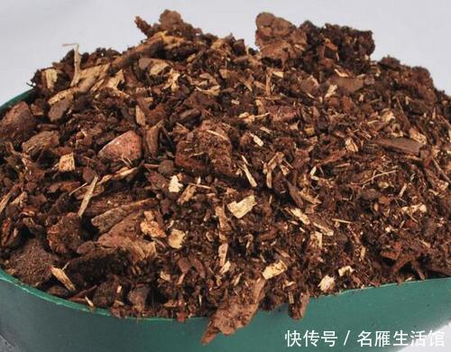 『花儿』夏天给花浇点加点“它”,驱虫又防病,叶绿花美,花儿长得旺