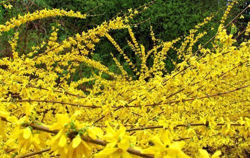  玉兰花■天气转暖开始赏花,路边几种花开得正旺,枝头全是花苞