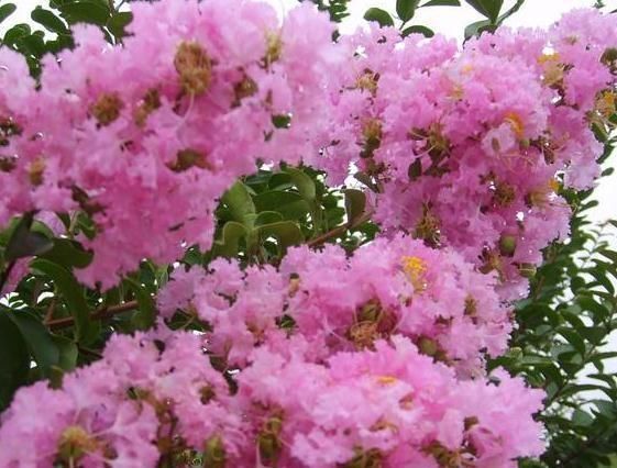  『吸烟』3种“室内花”好看又好养，一月不管也能赏花，还去异味、吸烟尘