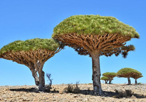 全球最珍贵的五种树,价值非凡,其中猴面包树是沙漠中的大水库