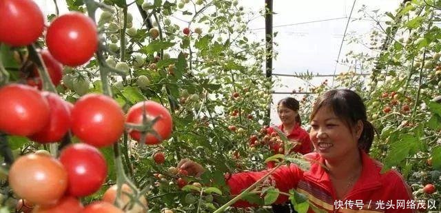  【大棚】拆了大棚，吃不起蔬菜；拆了猪圈，吃不起肉；禁养，买