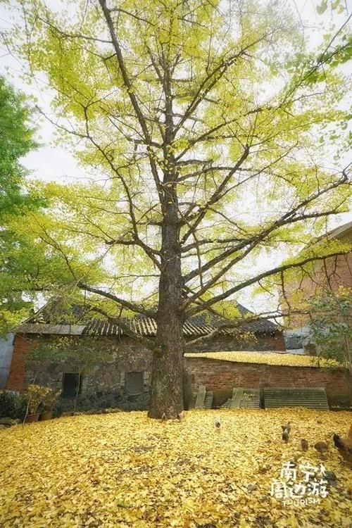 看过桂林山水就算来过广西了？这些人间仙境才叫人上瘾！