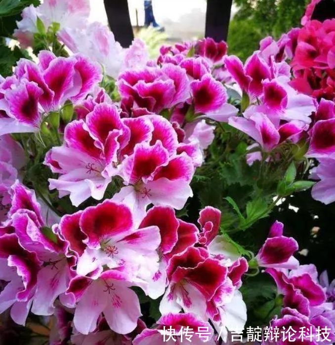  『满盆』3种花，堪称“开花机器”，随便一养开满盆，芳香满阳台！