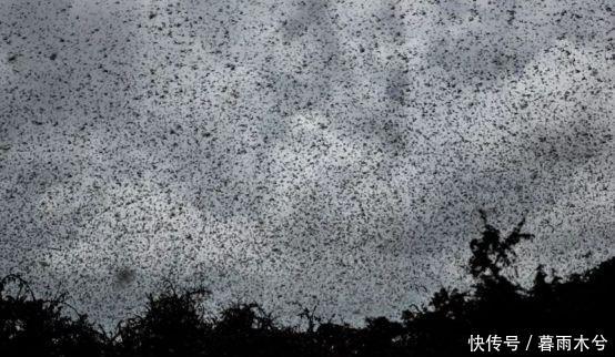  蝗虫|警惕！4000亿蝗虫来袭，这一次油炸真不管用！