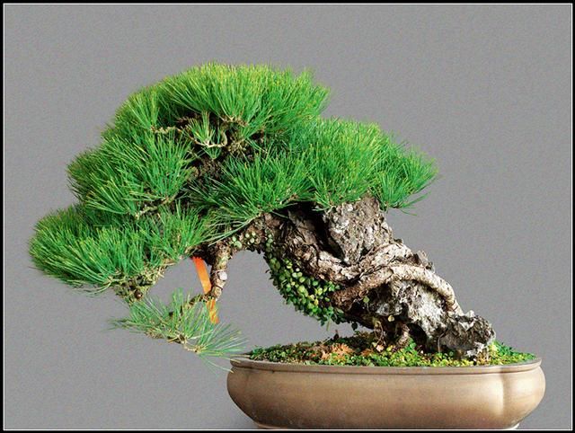 农民用来当柴烧，盆栽挺漂亮，我见到挖一棵做盆景