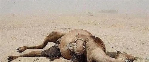 为什么在沙漠中，渴死的骆驼不能碰？真相揭开，让人不相信
