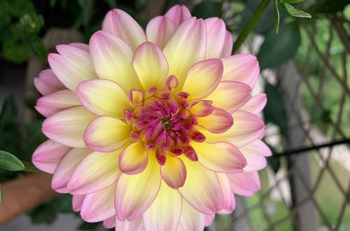  【种花】此4种花比百合都要香好多，还易爆盆，养在阳台瞬间变”花海“