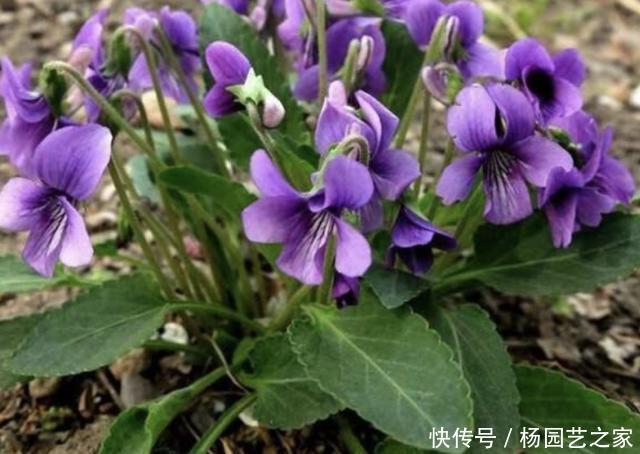  「田间」田间地头，有1种“野堇菜”很美，如今不多见，拔1棵少1棵，珍贵