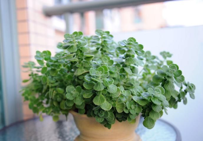  『泡茶』这绿植，一碰就散出苹果香味，有驱避蚊虫功效，还能食用泡茶解暑