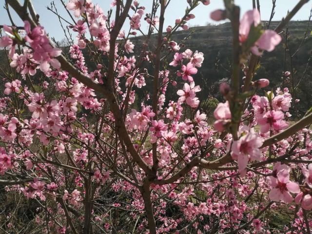  [娇艳]四月的花如梦娇艳中夹带着露珠