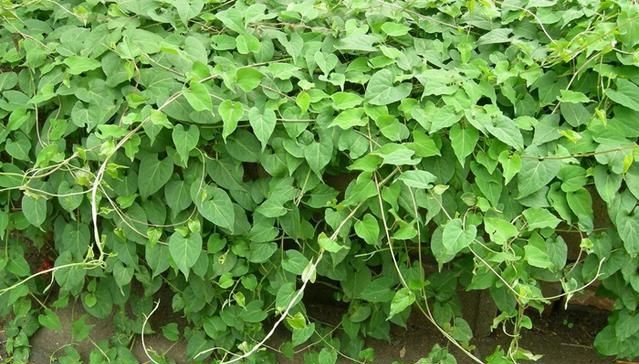  【除掉】它素有“白人参”之称，价值极为珍贵，却常被当成野草