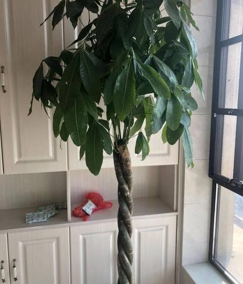 「养好」养好发财树,这几个“细节”要注意,不能疏忽,小心黄叶子