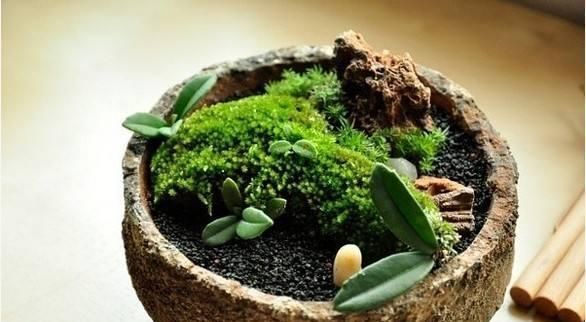  「植物」教你苔藓养儿玩;一个玻璃瓶,一个微世界