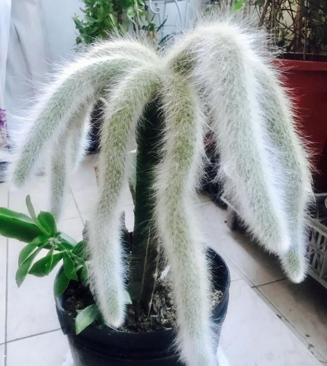 『猴尾柱』奇特植物猴尾柱,植株似猴尾,会开花,养护简单,还是盆栽佳品