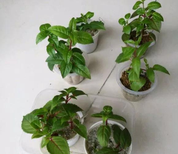 #漂亮#这4种花,一开花就停不下来,漂亮好养,是盆栽佳品!