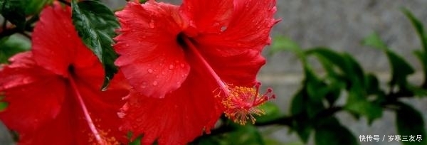 「牡丹」桑叶牡丹怎样栽种