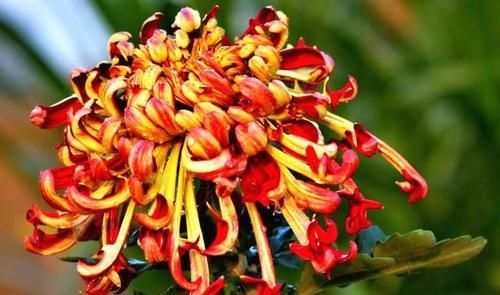  「娇媚」喜欢赏菊，就养盆“菊中珍品”火龙爪，似火焰飞舞，娇媚优雅