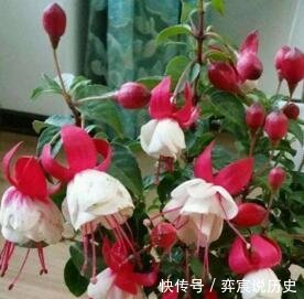 『长春花』“3种花”好养又漂亮,一年能开300多天花,适合“现在”养!