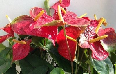 『适合』3种花卉,适合在家中养护,花卉精品名贵,是理想的室内养护花卉