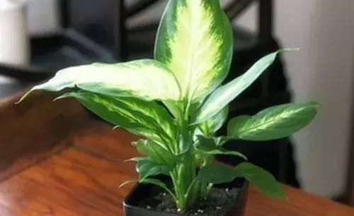  【搜罗】史上最全“懒人植物”大搜罗，看看哪盆才是你的心头好