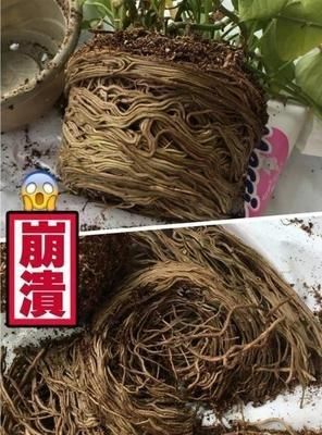  『盆土』2种花根系太“霸道”，两年盆土吃光光，绕盆几十遭，快换盆