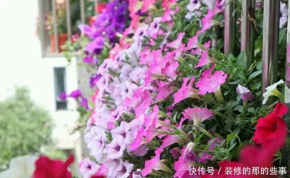  「窗子」窗台养上4种花，推开窗子就是花园，一不小心成花海！
