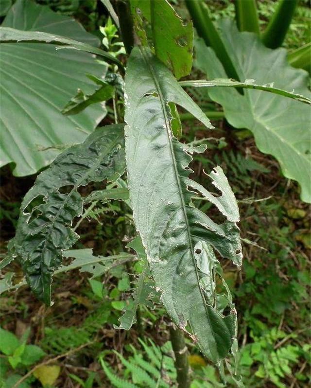  漂亮■山中这个大叶子植物，看起来挺漂亮，如果你见到请珍惜