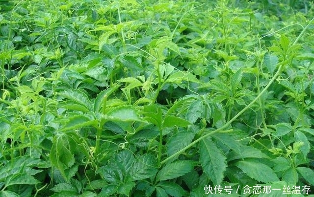 这类野草在村落称是“不老长命药草”，此刻市场上100元一斤！