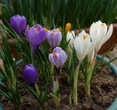  「光照」埋土里就能开花的球根花卉