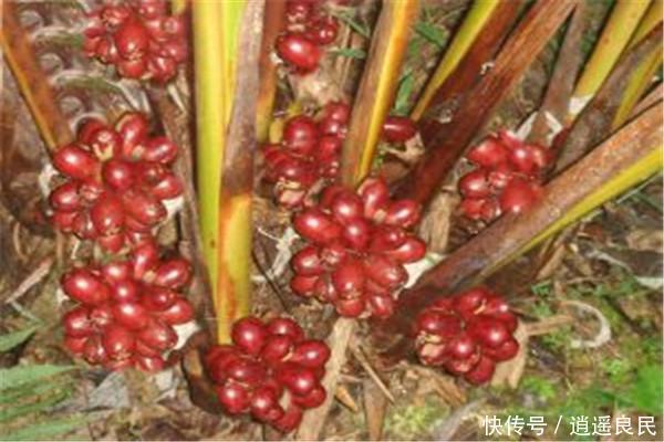  「种植前景」农村山里这种果实，是调料佳品，被誉为“五香之一