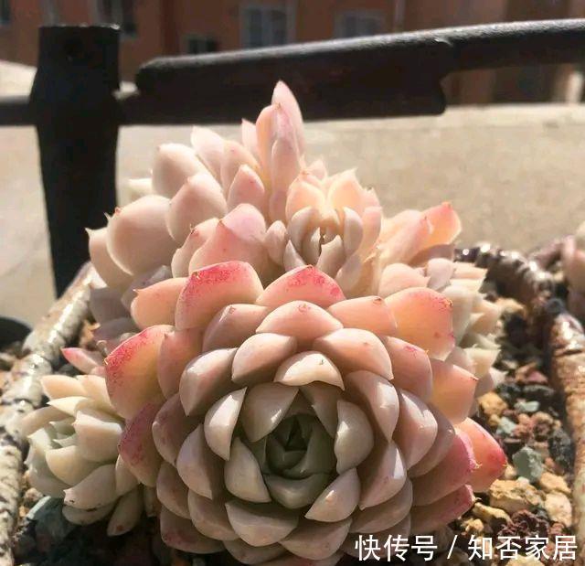 「夏季高温和」多肉怎么晒太阳,中午以后才能晒到太阳的地方好养多肉吗?