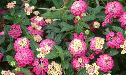 【开到】一花多色的“五色梅”,学点它的养护,年年花开到爆盆!