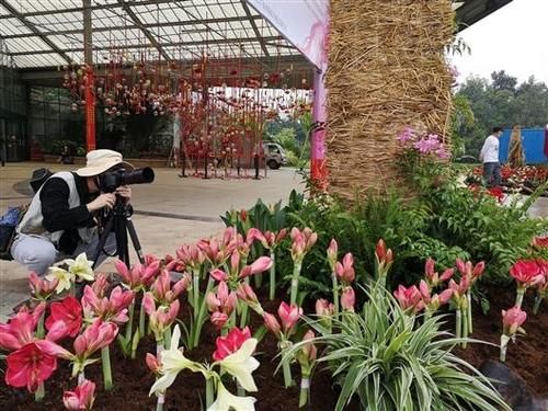  『展开』第二届华南植物园朱顶红花展开幕