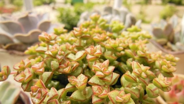 『自带』自带特殊“体臭”的多肉植物,入手需谨慎