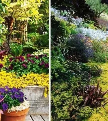  『景观』地被植物配置技巧