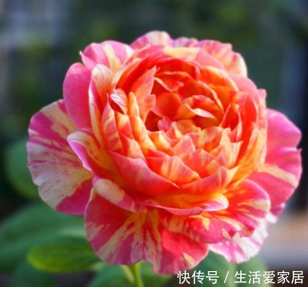 「美美」夏天天热,家里养上几种花,越晒越开花,清爽美美一整夏!