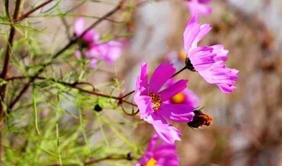 很多人还不知道，京西有个“百花山下第一村”，简直美的不行