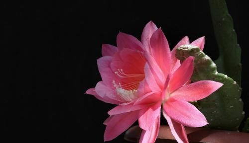  『花朵』令箭荷花易繁殖好养，花朵美丽鲜艳，姿态奇异高雅，阳台点缀佳品