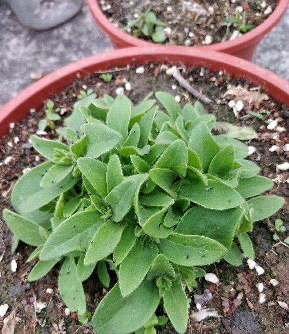 『邻居』阳台养的矮牵牛,号称“开花之王”,花瓣爆开,邻居都羡慕了