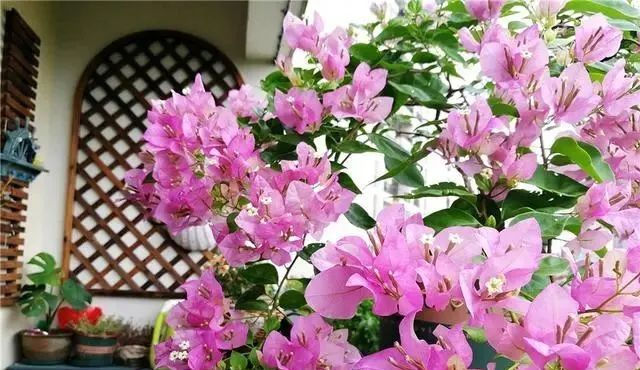  『花开满』夏天养三角梅,花前、花后浇水很关键,做对了,才能花开满树